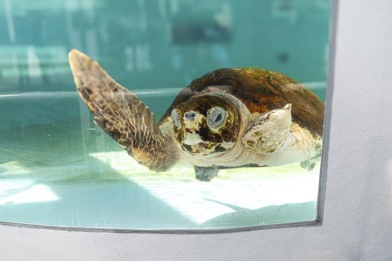 Cayman, a subadult loggerhead turtle found entangled in fishing wire in February, at the Loggerhead Marinelife Center in Juno Beach, Fla. (Loggerhead Marinelife Center via The Associated Press files)