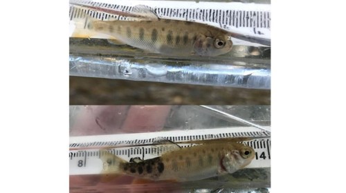 Two fish fry, one healthy on top the other below is infected with whirling disease in this undated photo supplied by Parks Canada. British Columbia's chief veterinarian has issued an order, making it illegal to move watercraft without removing the drain plug to prevent the spread of whirling disease. THE CANADIAN PRESS/HO-Parks Canada
**MANDATORY CREDIT**