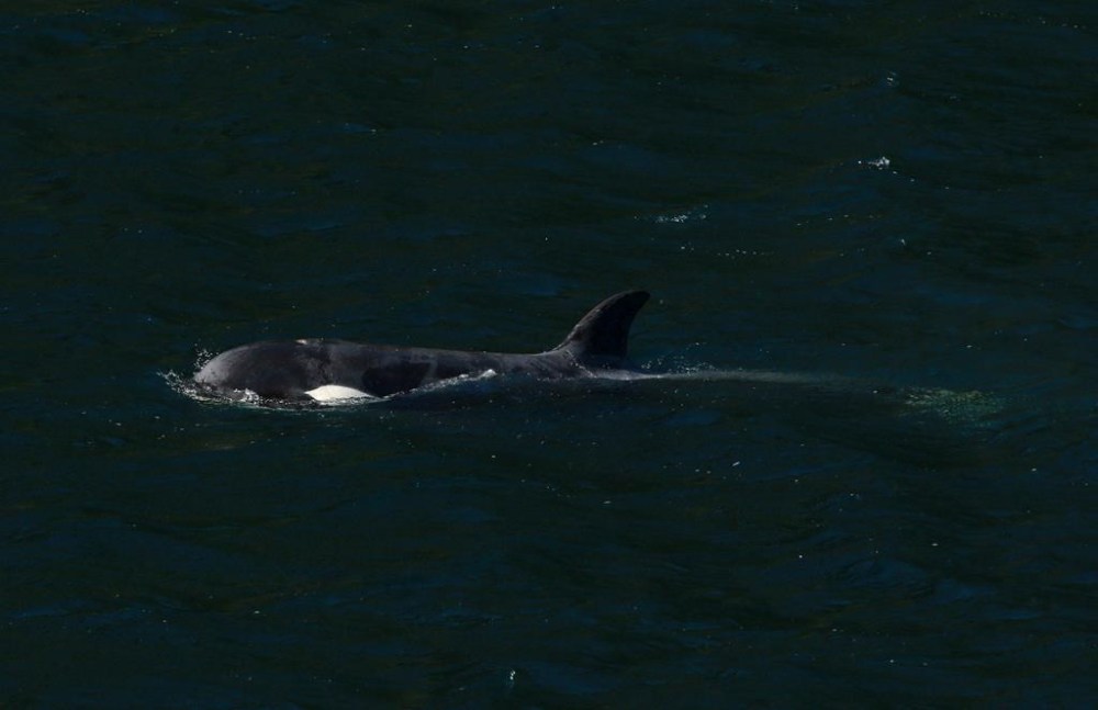 A two-year-old female orca calf is shown at the Little Espinosa Inlet near Zeballos, B.C., on Friday, April 19, 2024. THE CANADIAN PRESS/Chad Hipolito