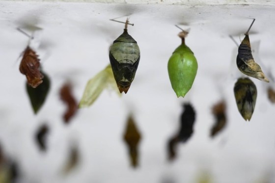 Morpho Helenor chrysalises, center, and others species of butterflies hang in the nursery at the greenhouse of the Museo delle Scienze (MUSE), a science museum in Trento, Italy. (Luca Bruno / The Associated Press files)