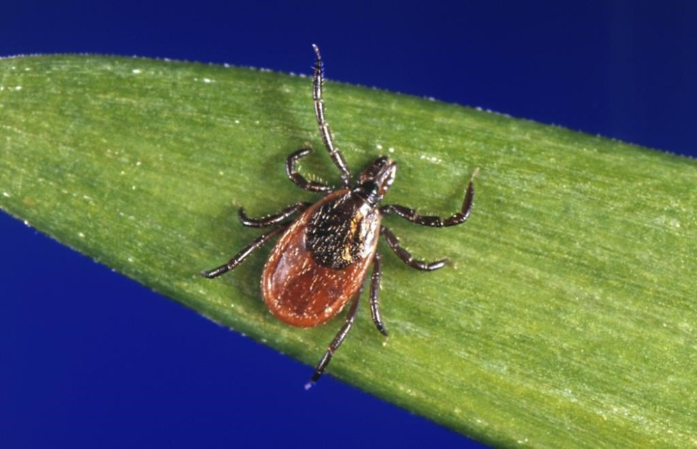 This undated photo provided by the U.S. Centers for Disease Control and Prevention (CDC) shows a black-legged tick. THE CANADIAN PRESS/AP-CDC via AP