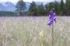 The Nature Conservancy of Canada has bought 271 hectares of land, some of which are shown in this handout image, in B.C.'s southeast for a conservation area to protect and preserve grasslands that are home to nesting birds, including the long-billed curlew. THE CANADIAN PRESS/HO-Nature Conservancy of Canada
**MANDATORY CREDIT **