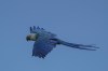A Spix's macaw soars over a breeding facility project in its native habitat in a rural area of Curaca, Bahia state, Brazil, Tuesday, March 12, 2024. There are approximately 360 critically endangered Spix's macaws in captivity worldwide and very few are living in the wild in Brazil. (AP Photo/Andre Penner)