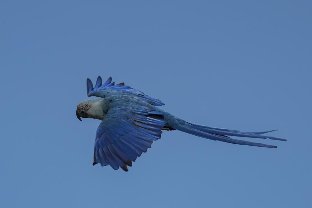 A Spix's macaw soars over a breeding facility project in its native habitat in a rural area of Curaca, Bahia state, Brazil, Tuesday, March 12, 2024. There are approximately 360 critically endangered Spix's macaws in captivity worldwide and very few are living in the wild in Brazil. (AP Photo/Andre Penner)
