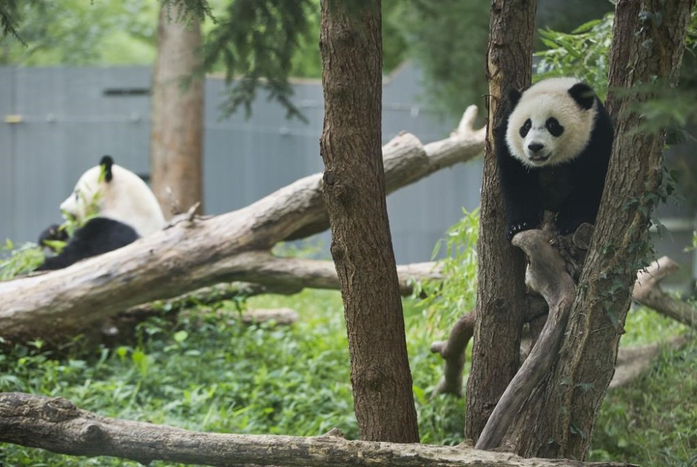 FILE- Panda cub Bao Bao, right, and her mother Mei Xiang are seen in their habitat at the National Zoo in Washington, Aug. 23, 2014.Two giant pandas are coming to Washington’s National Zoo from China by the end of the year. The zoo made the announcement Wednesday, about half a year after it sent its three pandas back to China. (AP Photo/Pablo Martinez Monsivais, File)