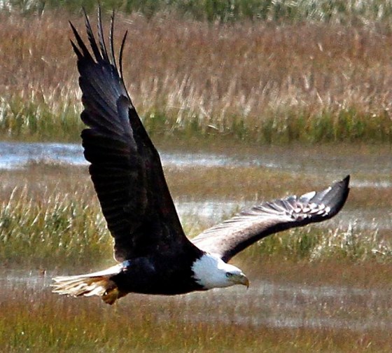 A bald eagle soars over the marshes off North Wildwood Boulevard in Middle Township, N.J., in 2011. (Dale Gerhard / The Press of Atlantic City files)