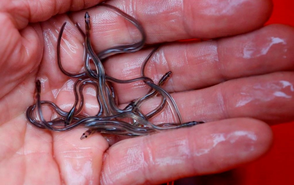 Fisheries officials say they seized 60 kilograms of baby eels said to be worth between $250,000 and $350,000 at a ground transport facility in Dartmouth, N.S., on Friday. In this May 25, 2017, photo, baby eels, also known as elvers, are held in Brewer, Maine. THE CANADIAN PRESSAP-Robert F. Bukaty
