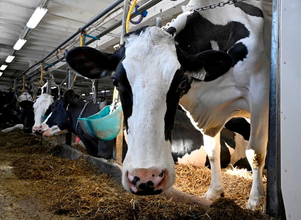 As an outbreak of avian influenza in dairy herds south of the border continues to spread, Canadian officials say they are doing everything they can to protect this country's livestock industry. A cow in a dairy farm in Saguenay Que., Tuesday, Jan. 23, 2024. THE CANADIAN PRESS/Jacques Boissinot