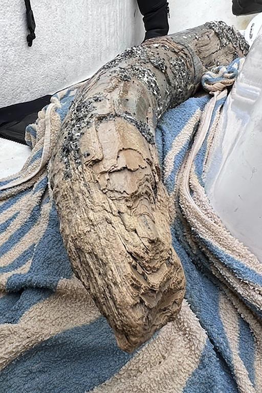 A large section of tusk from a long-extinct mastodon found on the sea floor off Florida's Gulf coast. (Blair Morrow via The Associated Press)