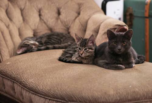 RUTH BONNEVILLE / FREE PRESS
                                More than 150 pet adoptions have occurred through Cleocatra Café &mdash; also called Quan Cop Phe &mdash; over the past 12 months.