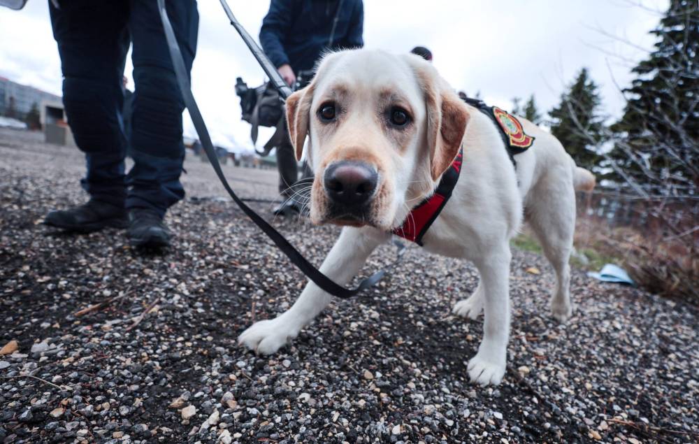 RUTH BONNEVILLE / FREE PRESS
                                Scooby, a one-and-a-half-year-old yellow Labrador, trained along with a Winnipeg Fire Paramedic Service handler at the U.S. Bureau of Alcohol, Tobacco, Firearms and Explosives’s canine program in Virginia.