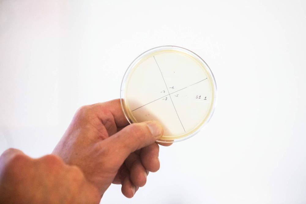 MACKENZIE / FREE PRESS
Cytophage works in phage therapy, seeking to reduce or replace antibiotic use.