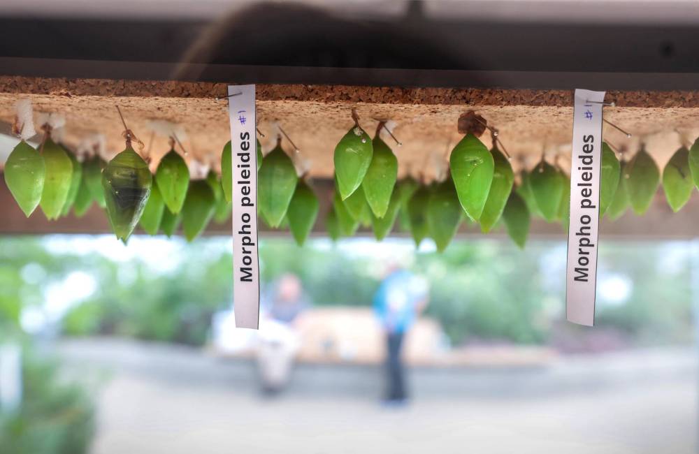 Exotic tropical butterflies, still in the chrysalis form will soon be fluttering back at The Leaf. (Ruth Bonneville / Free Press)