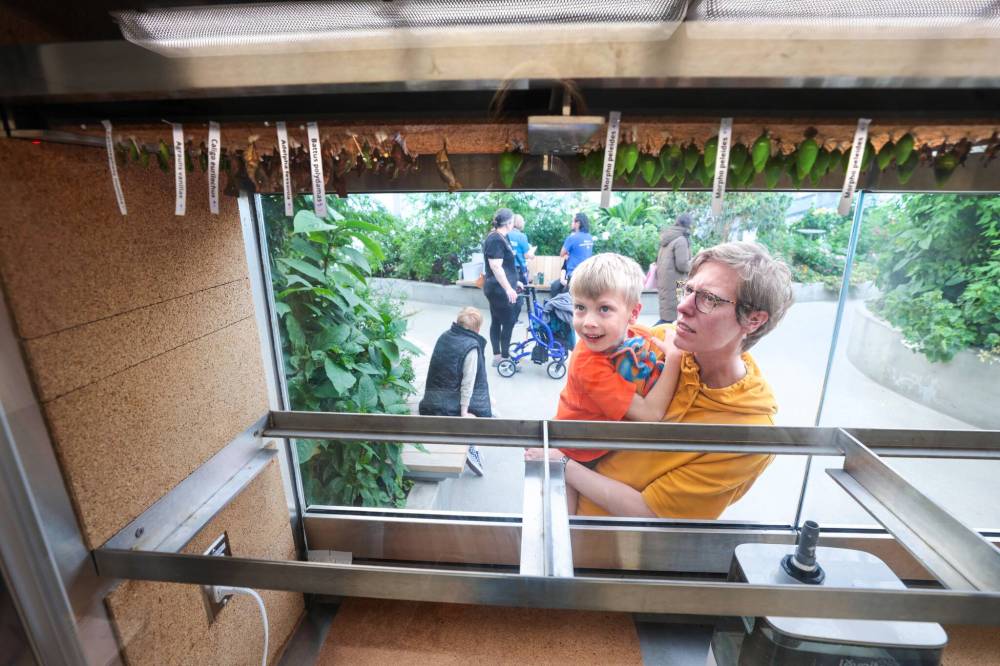 Owen Kublik, 5, and his mom, Wendy Kublik, look through the glass at chrysalides inside the biome at the Leaf. (Ruth Bonneville / Free Press)