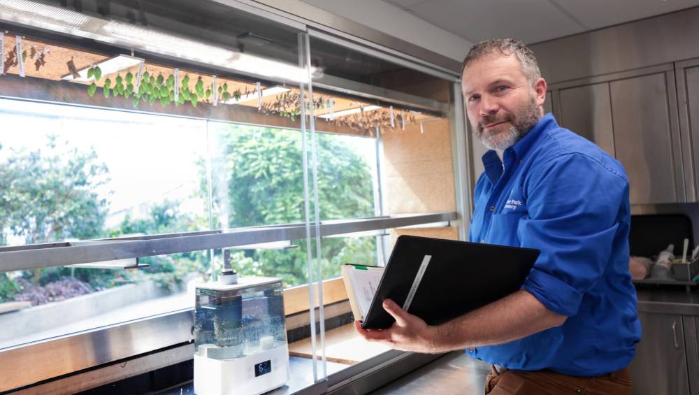 Chris Enright, senior director of zoological operations at the Assiniboine Zoo, said numerous chrysalides have arrived from Costa Rica and were put in the facility’s emergence chamber last week. (Ruth Bonneville / Free Press)