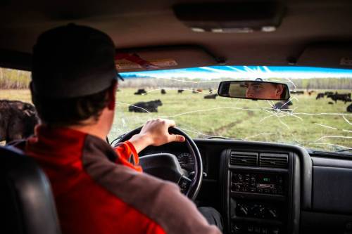 MIKAELA MACKENZIE / FREE PRESS
                                Stefan Bouw drives through a pasture to check for any calves born overnight.