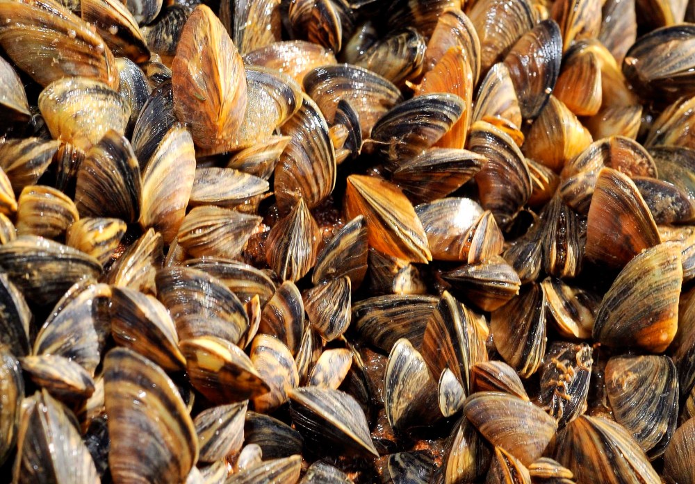 Max Faulkner/Fort Worth Star-Telegram/MCT)  Manitoba’s zebra mussel monitoring program started in 2011. Back then, a team of two summer students checked boats at high-traffic border crossings on weekends.