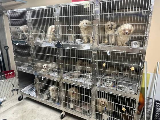 Winnipeg's Animal Services seized 68 dogs from a home in Richmond West — the largest animal seizure in the city's history. (Winnipeg Humane Society)