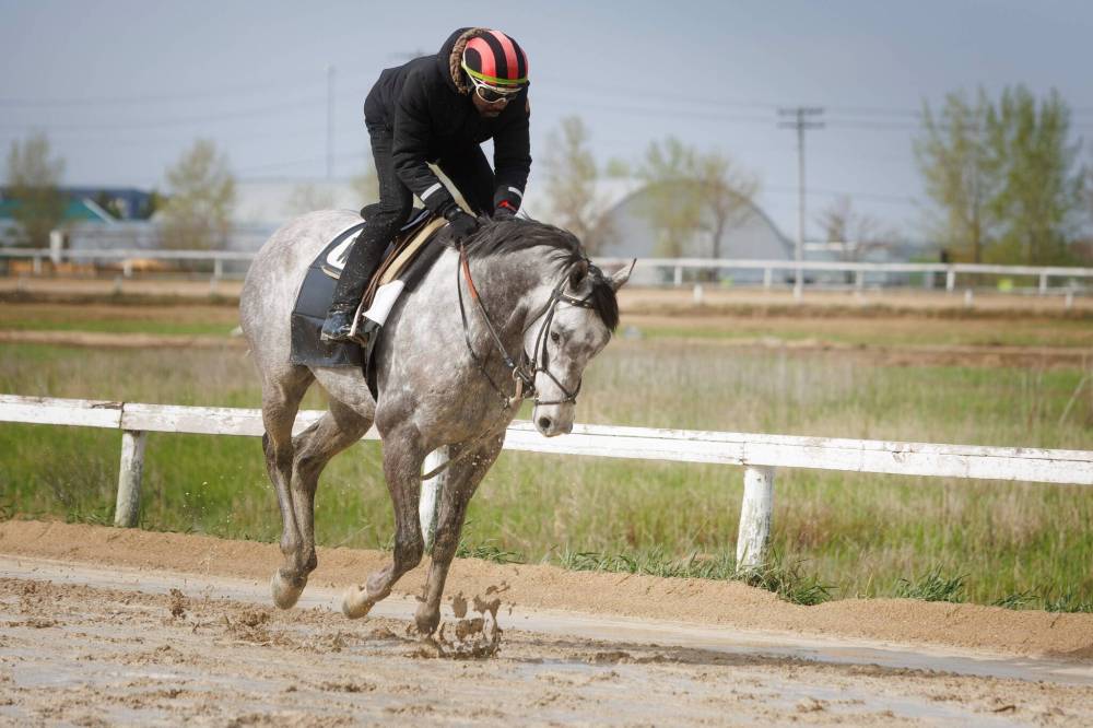 MIKE DEAL / FREE PRESS
Three-time top jockey, Antonio Whitehall — working Exchequer on the muddy track Friday at Assiniboia Downs — is back to defend his title in 2024.
