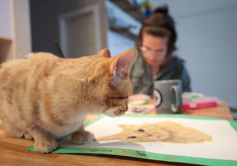 Annick Svistovski’s cats, such as Hawkins here, love to hang around while she works. (Ruth Bonneville / Free Press)