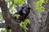 A young black bear is hanging out in an oak tree in the Wildwood neighourhood in Winnipeg. (Brook Jones / Free Press)