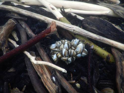 PARKS CANADA
                                The tiny mollusk is among the most invasive species on the planet.