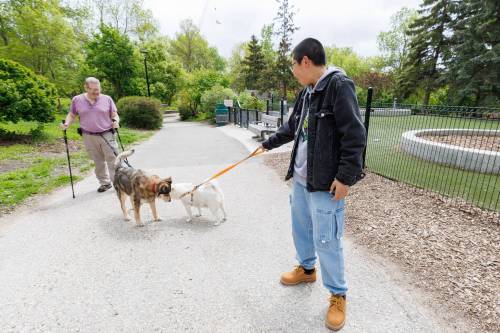 MIKE DEAL / FREE PRESS
Dean Weiss (left) with his dog, Tootie, who meets Dou Dou, who is with Yidan Zhu, while at the Bonnycastle Dog Park Tuesday.