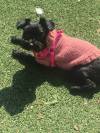 ELENE PERRON PHOTO
Poppy, a yorkiepoo puppy, died after being mauled by a big dog at Bonnycastle May 8.