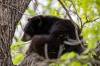 BROOK JONES / FREE PRESS FILES
                                A black bear hangs in an oak tree in Winnipeg’s Wildwood neighourhood May 21.