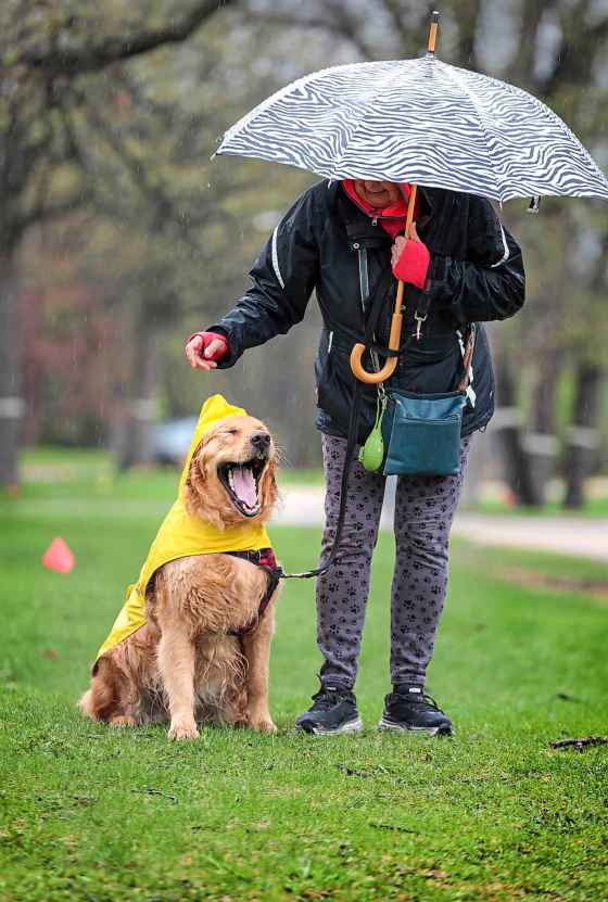 Linus, a five-year-old Golden retriever, pauses to have a big yawn as he patiently allows Cheryl McLean to adjust his raincoat hood during their daily walk on Wellington Crescent. Forecasters expect the rainy weather to clear up overnight, but return on Saturday. (Ruth Bonneville / Free Press)