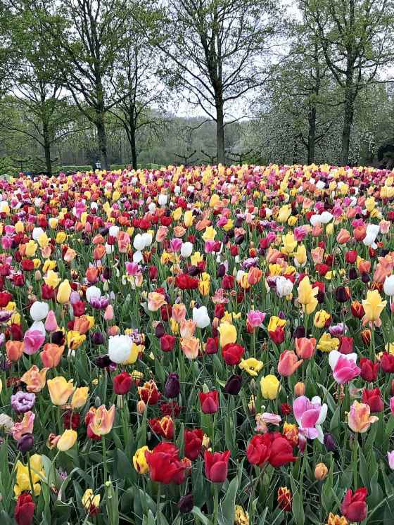 Keukenhof flower garden (Jen Zoratti / Free Press)