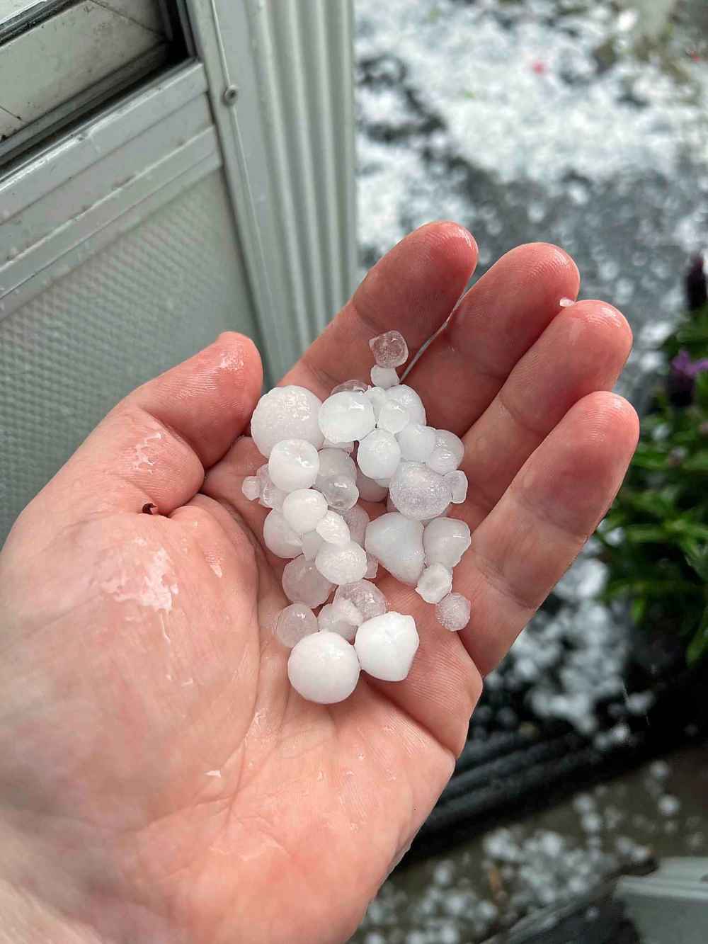 Hail in Silver Heights (Alexander Pankiw photo)