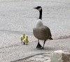 SUPPLIED

Mother goose with goslings before they were abducted.