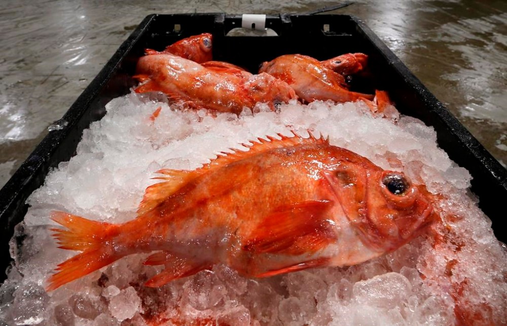 In this Thursday, Jan. 7, 2016 photo redfish are displayed at the Portland Fish Exchange in Portland, Maine. Following a decades-long moratorium the redfish fishery is expected to open later this month in the Gulf of St. Lawrence. THE CANADIAN PRESS/AP-Robert F. Bukaty