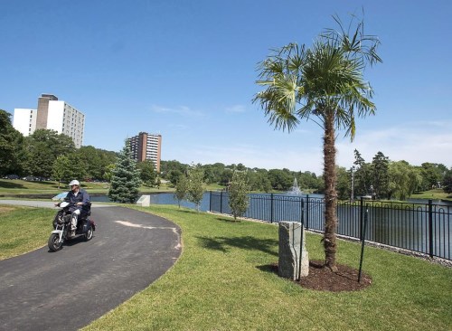 An experiment that began in 2018 to see if palm trees could survive in Halifax came to an end this spring when the last two trees failed to bloom. A palm tree is seen in a park in Dartmouth, N.S. on Wednesday, Aug. 1, 2018. THE CANADIAN PRESS/Andrew Vaughan