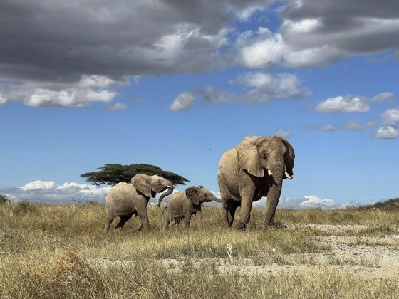 A new study demonstrates that elephants respond to individual names. (George Wittemyer via The Associated Press files)