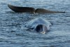 FILE - A fin whale is seen stranded, possibly stuck on its belly, in a shallow fjord on the western coast at Vejle, Denmark, on June 16, 2010. Iceland's government said Tuesday, June 11, 2024 that it has issued a license to the North Atlantic nation's last fin whaling company to hunt and kill 128 fin whales this year. (Benny F. Nielsen, Polfoto via AP, File)