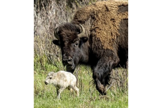 A rare white buffalo calf, reportedly born in Yellowstone National Park's Lamar Valley, on June 4 in Wyoming. (Erin Braaten / Dancing Aspens Photography / The Associated Press)