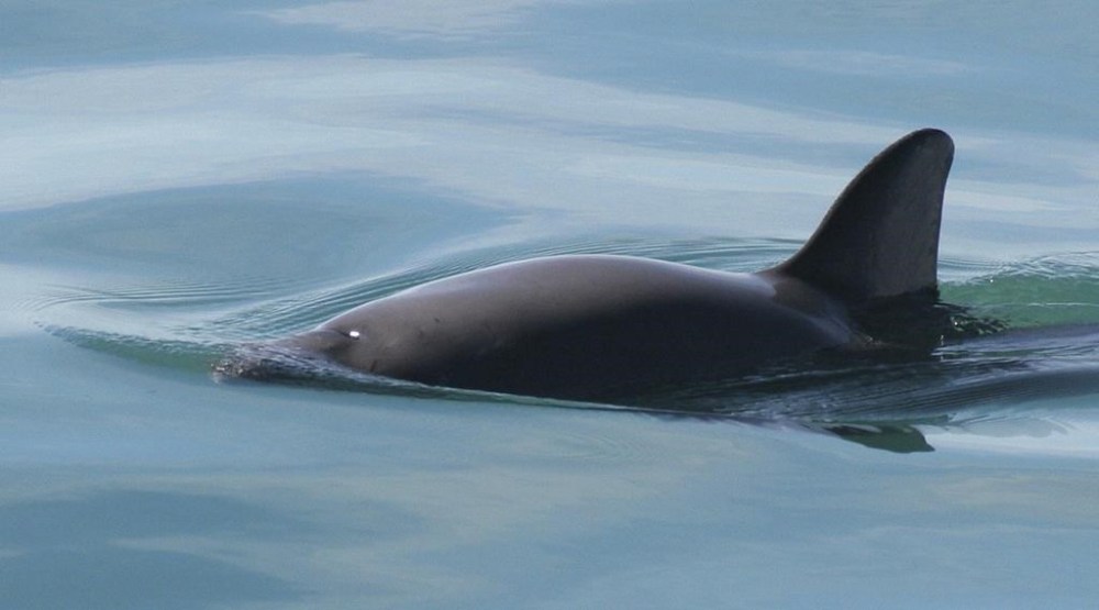 This undated photo provided by The National Oceanic and Atmospheric Administration shows a vaquita porpoise. The number of Mexico’s critically endangered vaquita marina porpoises sighted in the Gulf of California has fallen to between 6 and 8 this year, Sea Shepherd researchers said Tuesday, May 11, 2024. (Paula Olson/NOAA via AP)