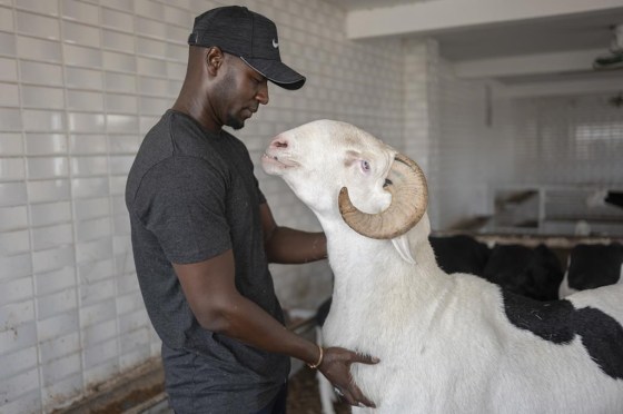Balla Gadiaga, owner of the sheepfolld Baye Cheikh, caresses his Ladoum called BRT in Mbao, 30 km east of Dakar, Senegal, on Monday. (Sylvain Cherkaoui / The Associated Press files)