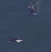 This image provided by NOAA, shows a pair of orcas, one of which is carrying a tuna, visiting the waters off New England on May 25, 2024. Scientists say a large number of whales is visiting the waters off New England, and the group includes an unusually high number of an endangered species. (NOAA via AP)