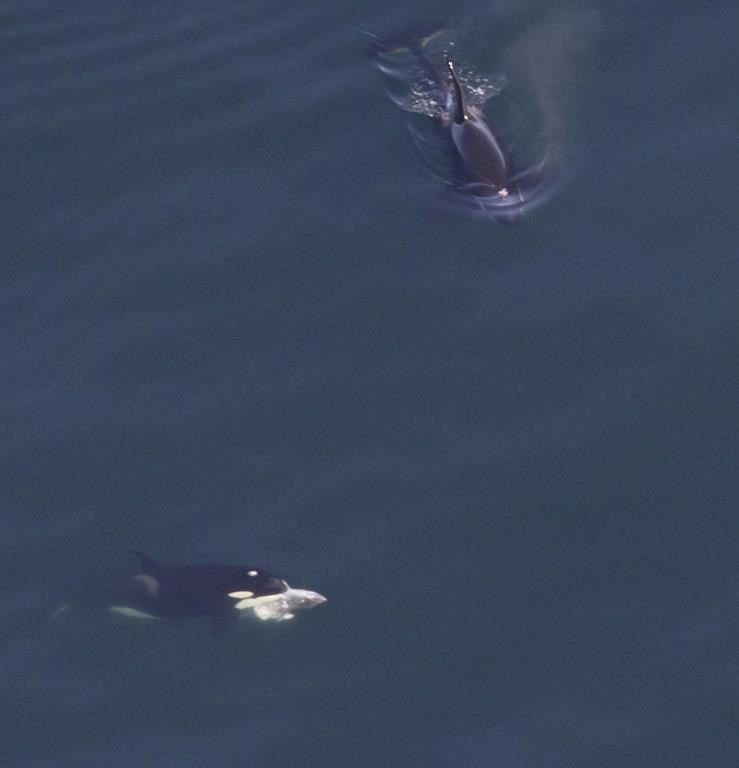 This image provided by NOAA, shows a pair of orcas, one of which is carrying a tuna, visiting the waters off New England on May 25, 2024. Scientists say a large number of whales is visiting the waters off New England, and the group includes an unusually high number of an endangered species. (NOAA via AP)