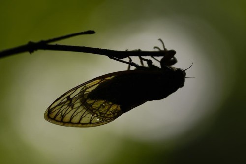 Water droplets cling to the wings of an adult periodical cicada at Lincoln Memorial Garden and Nature Center on Tuesday, June 4, 2024, in Springfield, Ill. The most noticeable part of the cicada invasion blanketing the central United States is the sound. The songs — only from males — are mating calls. (AP Photo/Carolyn Kaster)