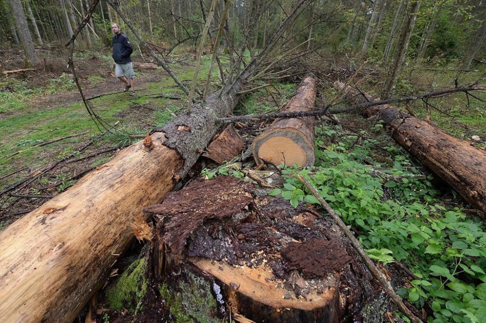 FILE - A man walks on a path during a protest against large-scale government logging in the Bialowieza Forest, Poland, Aug. 13, 2017. European Union countries on Monday, June 17, 2024, gave final approval to a major and long-awaited plan to better protect nature in the 27-nation bloc. After surviving a razor-thin vote by lawmakers last summer, the so-called Nature Restoration Plan faced opposition from several member states for months amid relentless farmers’ protests that contributed to leave the bill in a deadlock. (AP Photo/Czarek Sokolowski, file)
