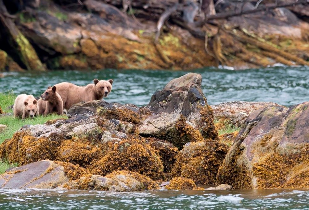 A grizzly bear and its two cubs are seen in the Khutzeymateen Inlet near Prince Rupert, B.C., Friday, June, 22, 2018. The province is trying to crack down on illegal wildlife hunting and fishing activities by bringing in tougher penalties. THE CANADIAN PRESS Jonathan Hayward