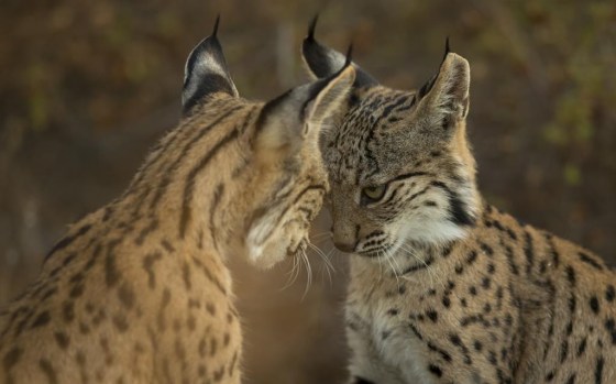 Conservationists are celebrating the recovery of the Iberian lynx. (Antonio Pizarro / The Associated Press files)