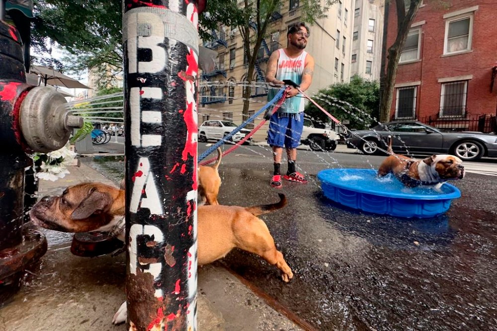 Edgar Sanchez stops on a walk with his dogs who cool off in a pool beside a fire hydrant sprayer, Saturday, June 22, 2024, in the Lower East Side neighborhood of New York. (AP Photo/John Minchillo)
