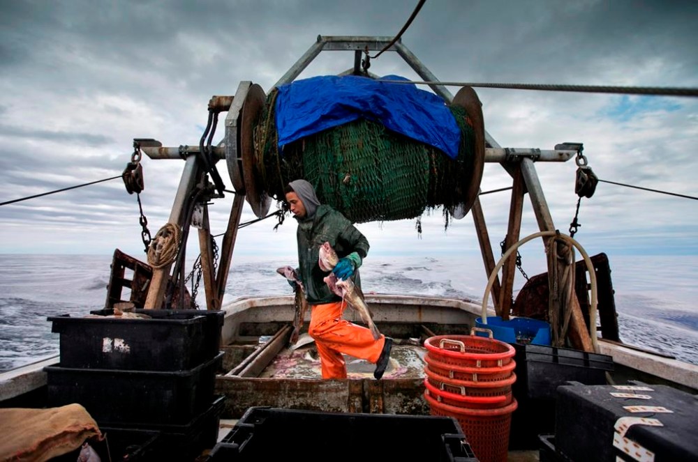 The federal government is ending the northern cod moratorium off the north and east coasts of Newfoundland and Labrador after more than 30 years. In this April 23, 2016, photo, a fisherman carries cod caught in the nets of a trawler off the coast of New Hampshire. THE CANADIAN PRESS/AP/Robert F. Bukaty