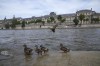 Ducks perch on a dock at the Seine river, with a. Wing of the Louvre museum in background, Friday, June 28, 2024 in Paris. For the third consecutive week, water in the Seine River has exhibited unsafe levels of E. coli, raising concerns as Paris prepares for the upcoming Olympics. The latest tests published on Friday reveal contamination levels consistently exceeding the safe limit of 900 colony-forming units per 100 milliliters near the Alexandre III bridge where three competitions are scheduled. (AP Photo/Christophe Ena)