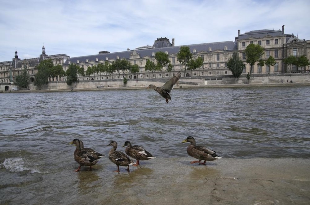 Ducks perch on a dock at the Seine river, with a. Wing of the Louvre museum in background, Friday, June 28, 2024 in Paris. For the third consecutive week, water in the Seine River has exhibited unsafe levels of E. coli, raising concerns as Paris prepares for the upcoming Olympics. The latest tests published on Friday reveal contamination levels consistently exceeding the safe limit of 900 colony-forming units per 100 milliliters near the Alexandre III bridge where three competitions are scheduled. (AP Photo/Christophe Ena)